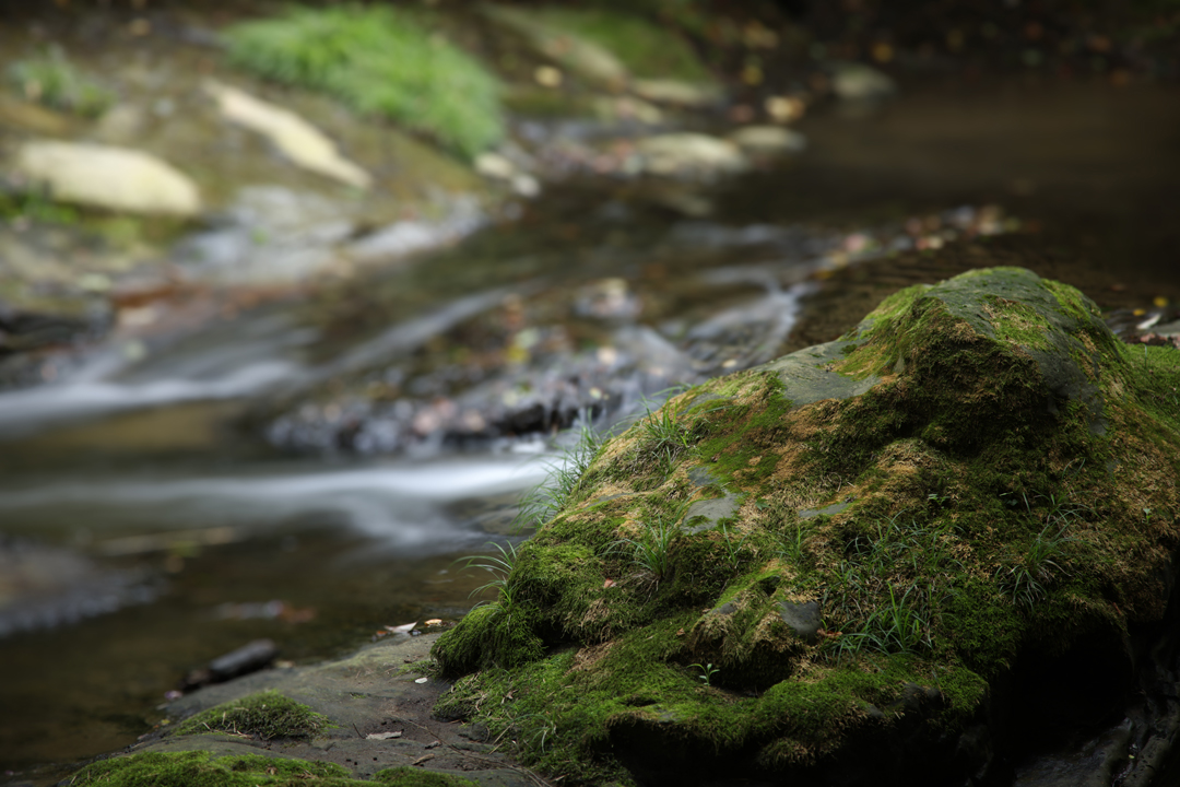 Here is the same portrait with selective ares of the image blurred using the Partial Correction Tool Blur effect.