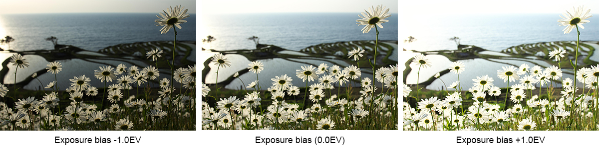 Exposure Bias with RAW Photos in SILKYPIX 10