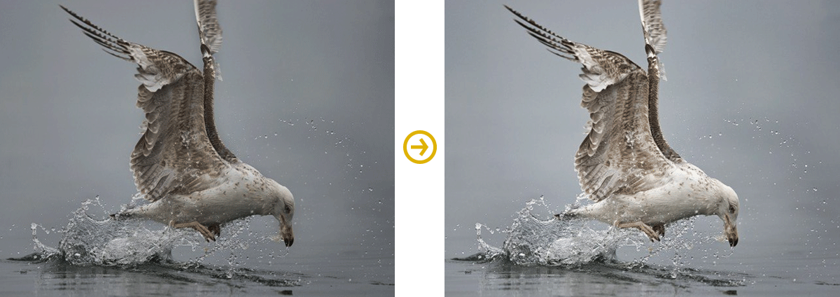 HDR Photography and Moving Subjects