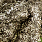 SILKYPIX NR 5 Noise Reduction