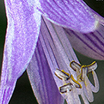 SILKYPIX Add Noise