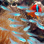 Underwater Photo Controller